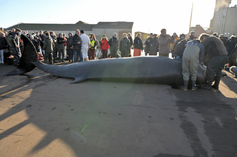hvalen i kolding fjord